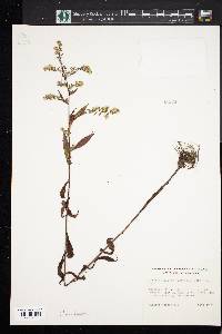 Aster parviceps image