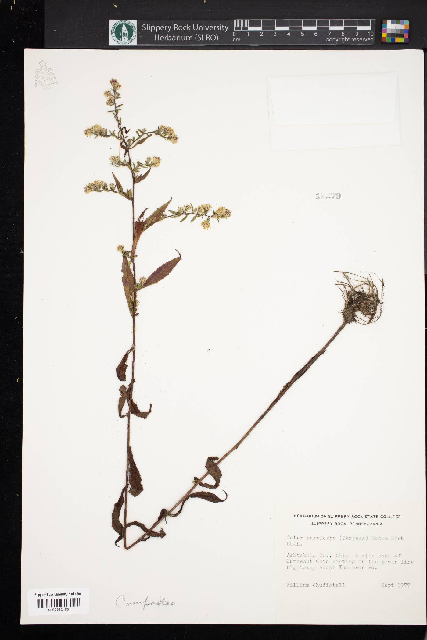 Aster parviceps image