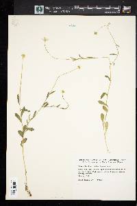 Astranthium integrifolium image