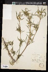 Bidens aristosa image