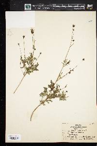 Bidens bipinnata image