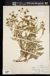 Bidens connata image