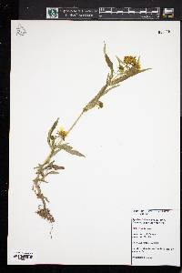 Bidens laevis image