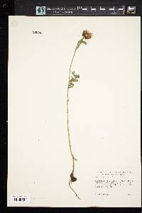 Centaurea nigra image