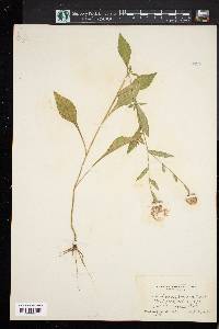 Centaurea vochinensis image
