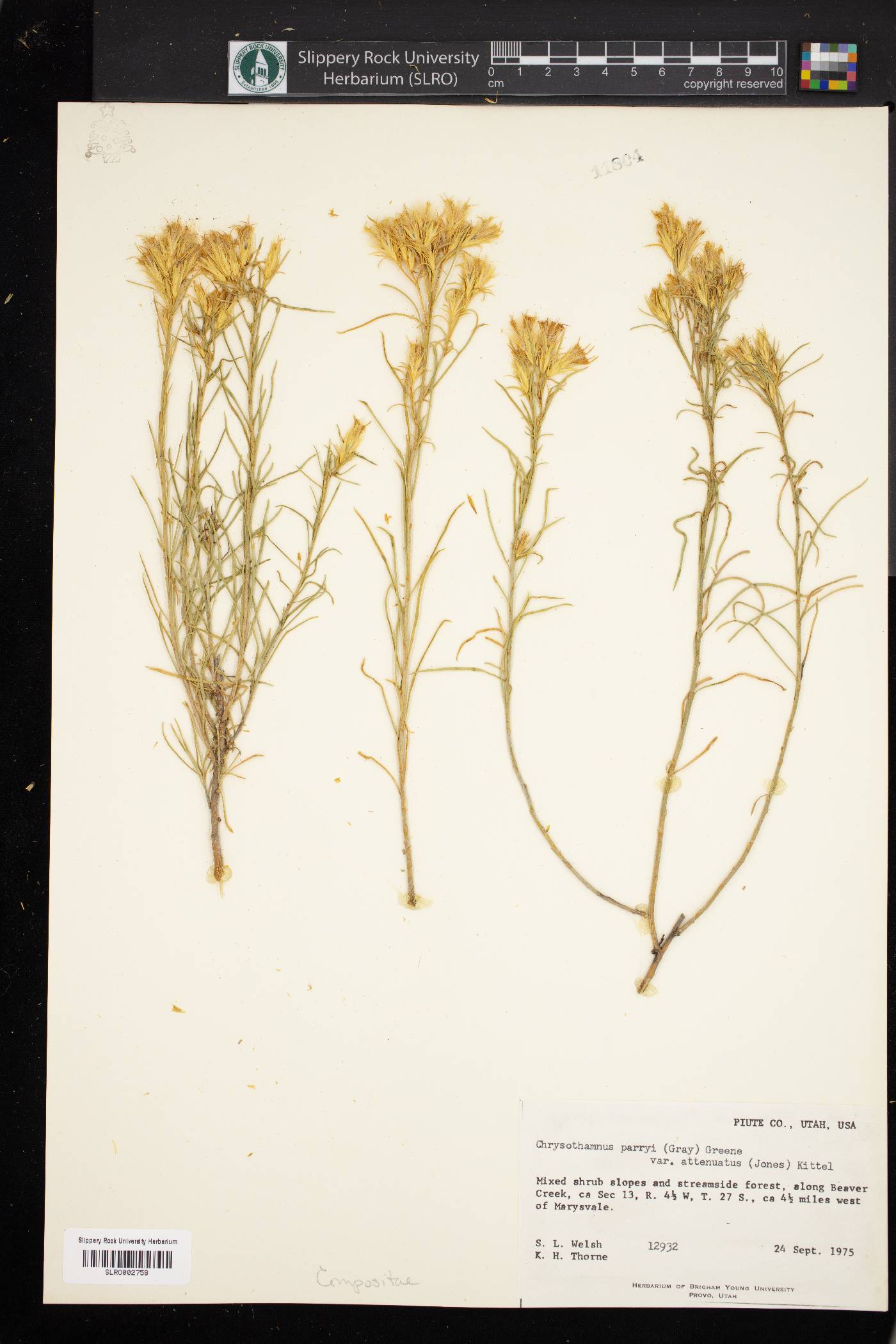 Ericameria parryi var. attenuata image