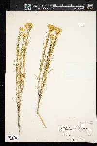 Chrysothamnus viscidiflorus subsp. lanceolatus image