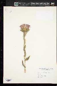 Cirsium horridulum var. elliottii image