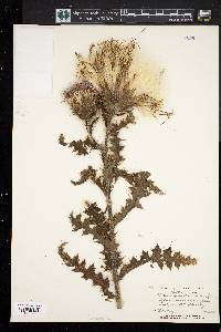 Cirsium pumilum image