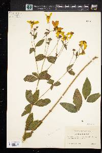 Coreopsis major image