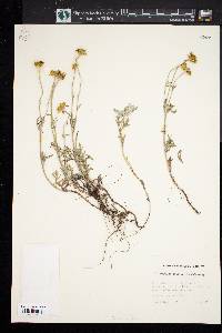 Eriophyllum lanatum image