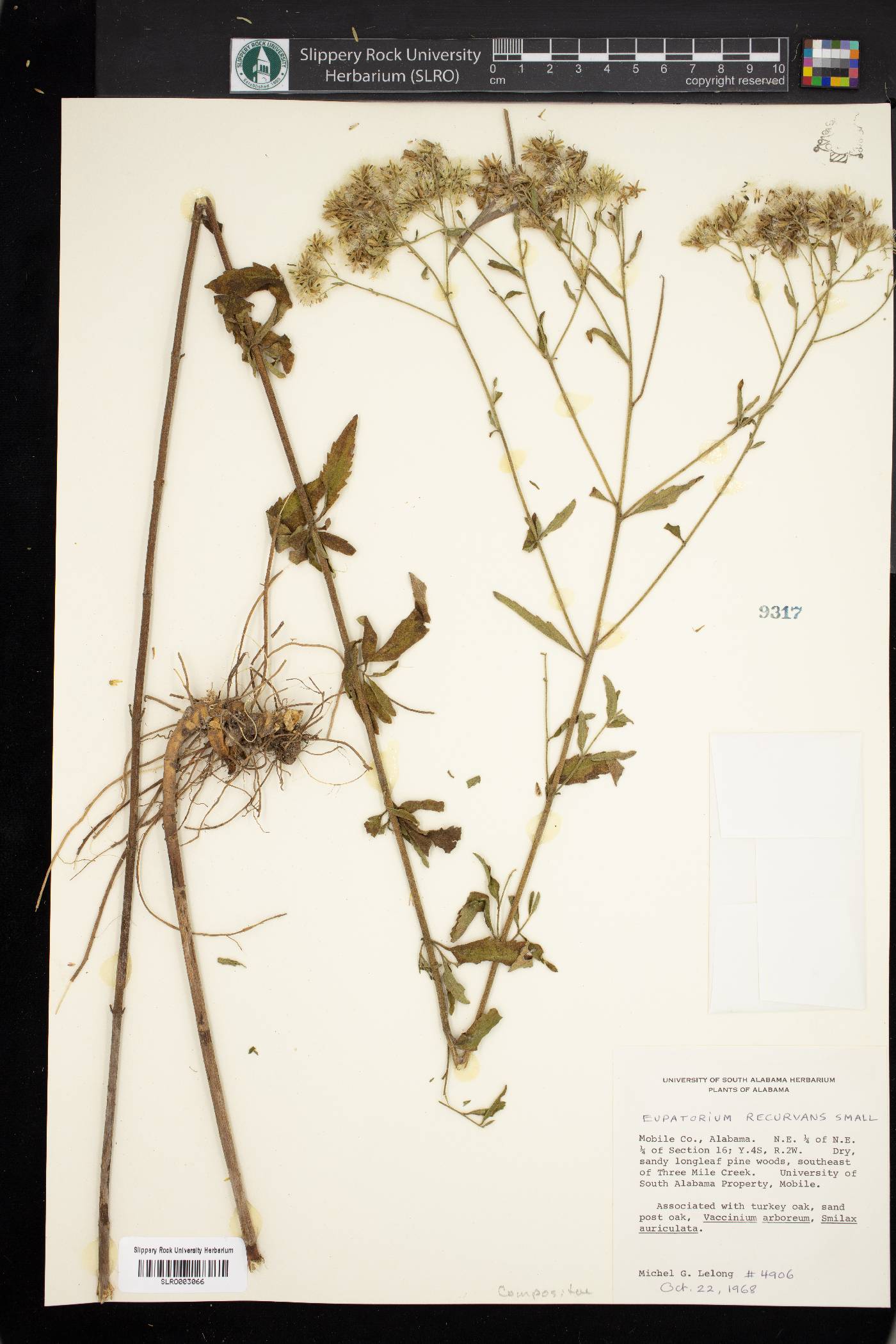 Eupatorium recurvans image