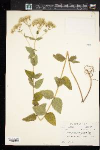 Eupatorium rotundifolium var. ovatum image