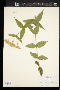 Eupatorium sessilifolium image