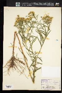 Solidago graminifolia image