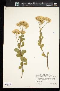 Garberia heterophylla image