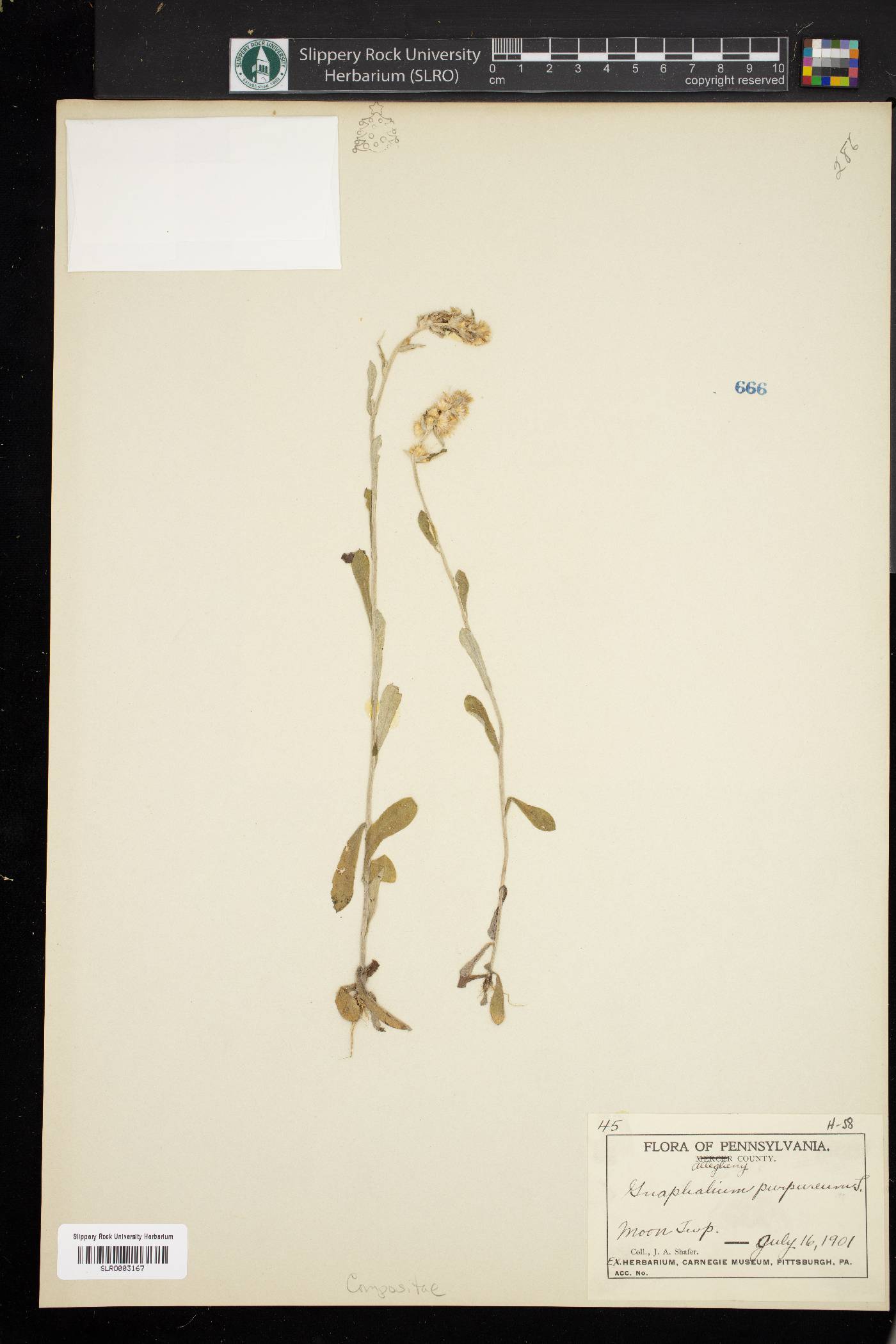 Pseudognaphalium purpurascens image