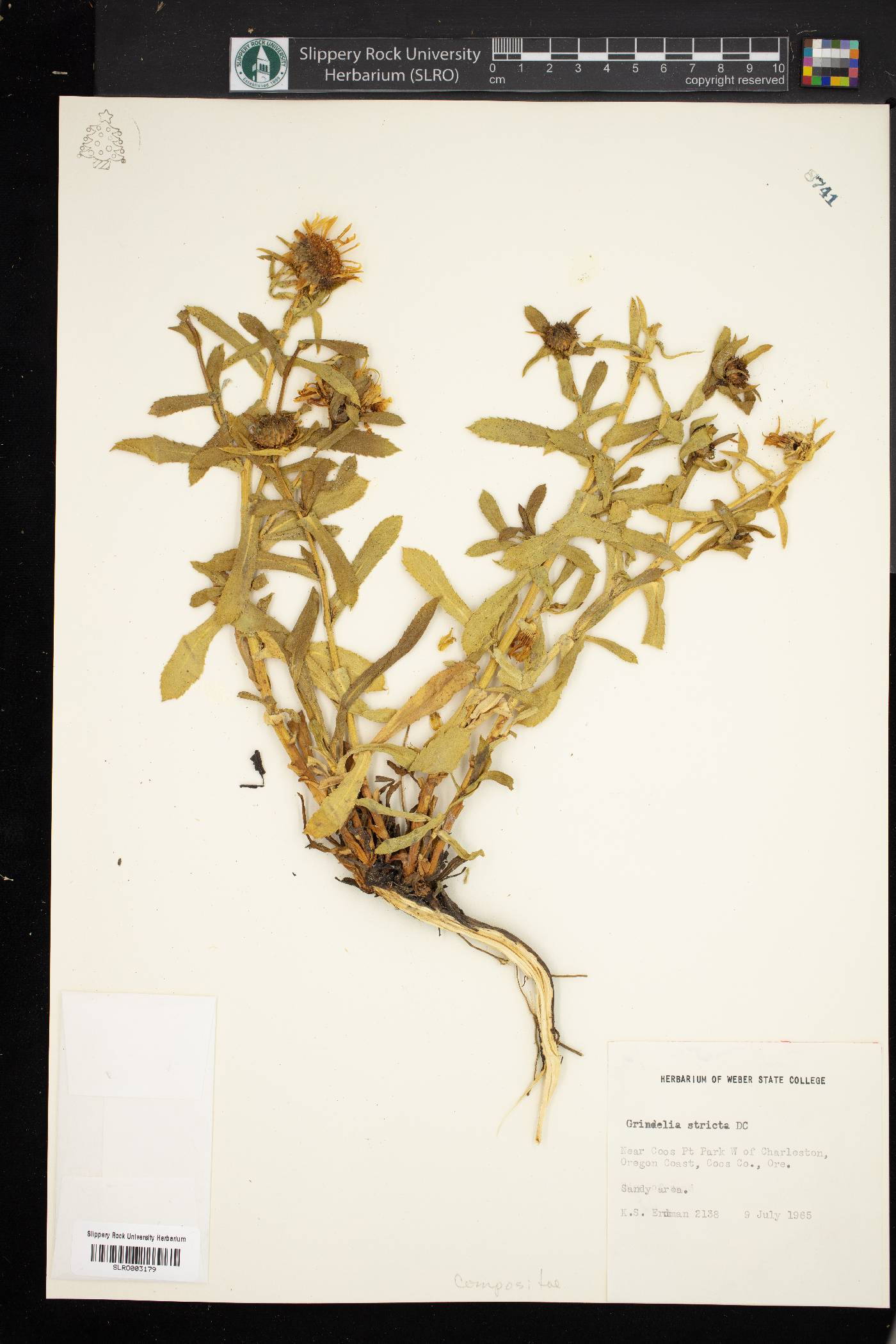 Grindelia stricta image