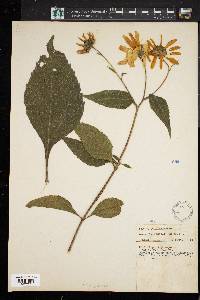 Helianthus tuberosus image