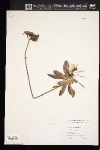 Hieracium aurantiacum image