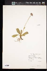 Hieracium aurantiacum image