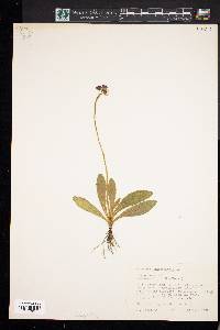 Hieracium aurantiacum image