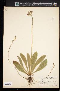 Hieracium aurantiacum image