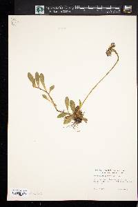 Hieracium aurantiacum image