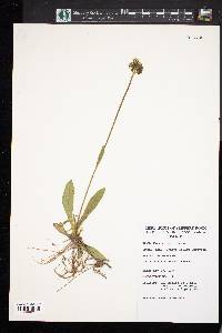 Hieracium caespitosum image