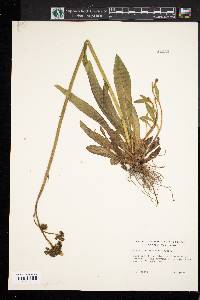 Hieracium caespitosum image