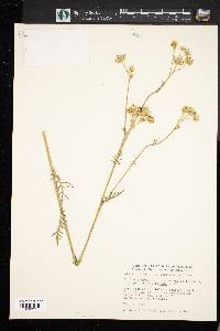 Hymenopappus scabiosaeus image