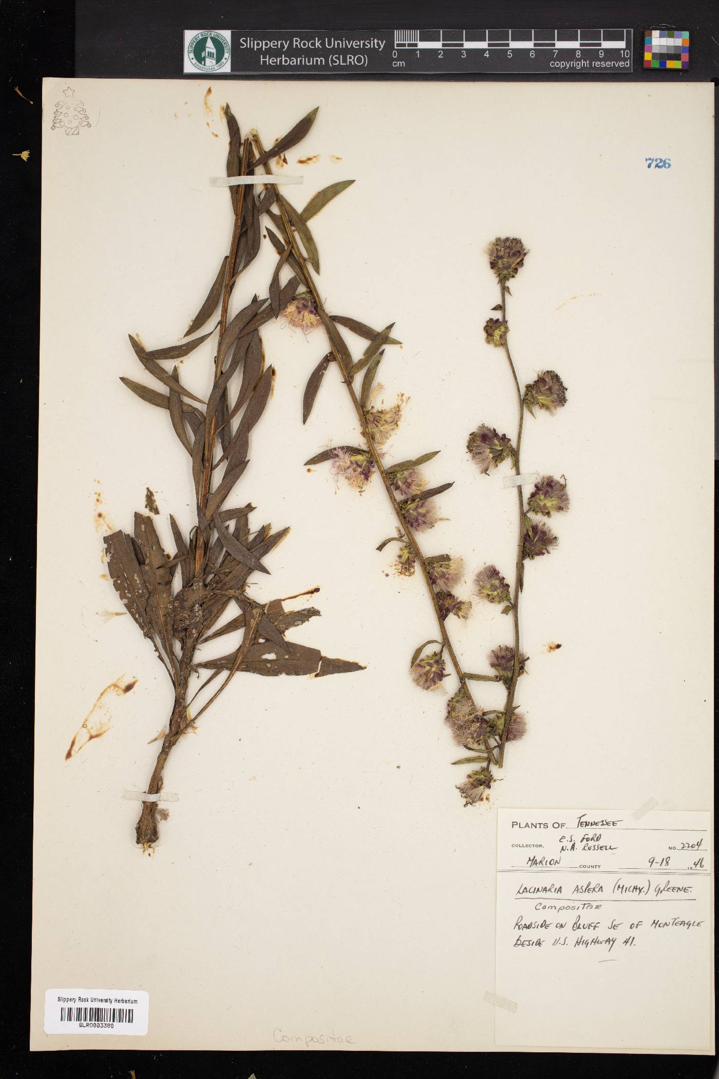 Lacinaria aspera image