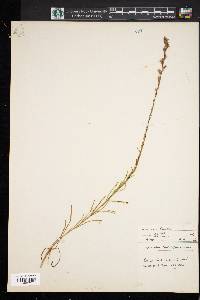 Image of Lacinaria microcephala