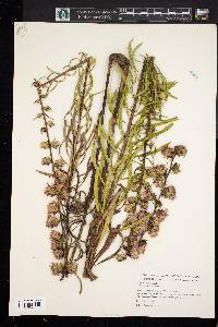 Liatris aspera image