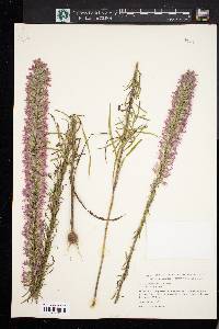 Liatris elegans image