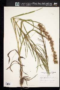 Liatris spicata image