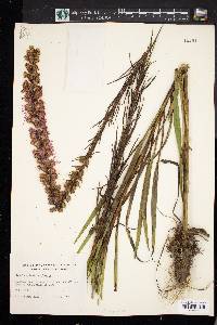 Liatris spicata image