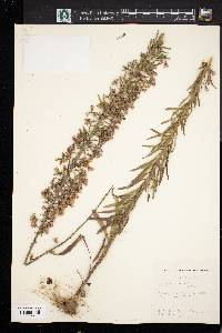 Liatris spicata image