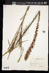 Liatris spicata image