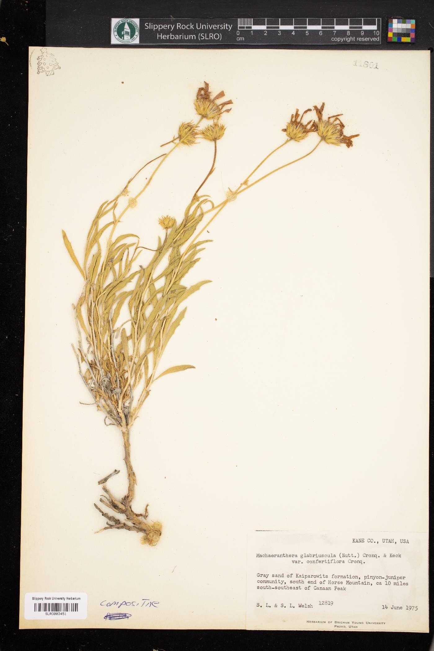 Machaeranthera glabriuscula image