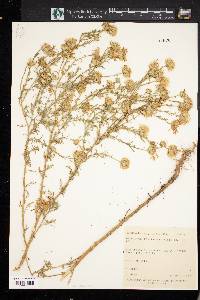 Machaeranthera tanacetifolia image