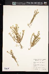 Matricaria discoidea image