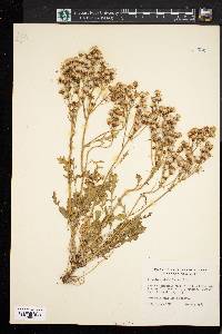 Packera streptanthifolia image