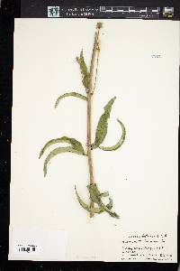 Silphium asteriscus var. trifoliatum image