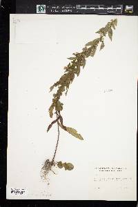 Solidago bicolor image