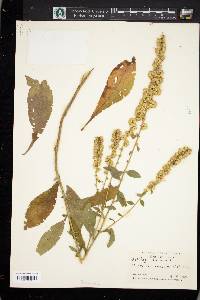 Solidago bicolor image