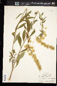 Solidago bicolor image