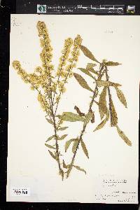 Solidago bicolor image