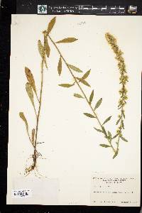 Solidago bicolor image