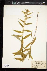 Solidago caesia var. axillaris image